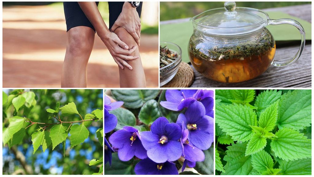 Травы при артрозе суставов