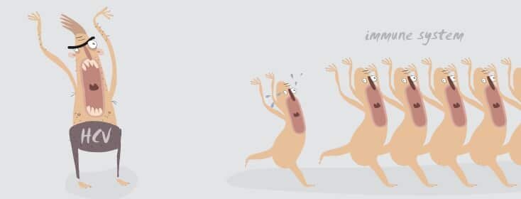 Насколько опасен гепатит С генотипа 1А