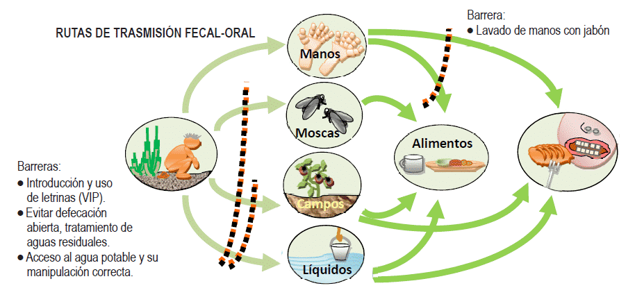 Фекально-оральный путь передачи при гепатите А