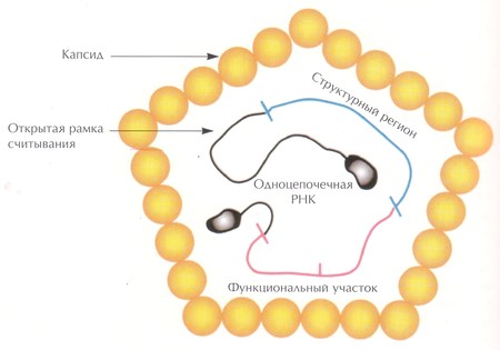 Строение вируса гепатита A
