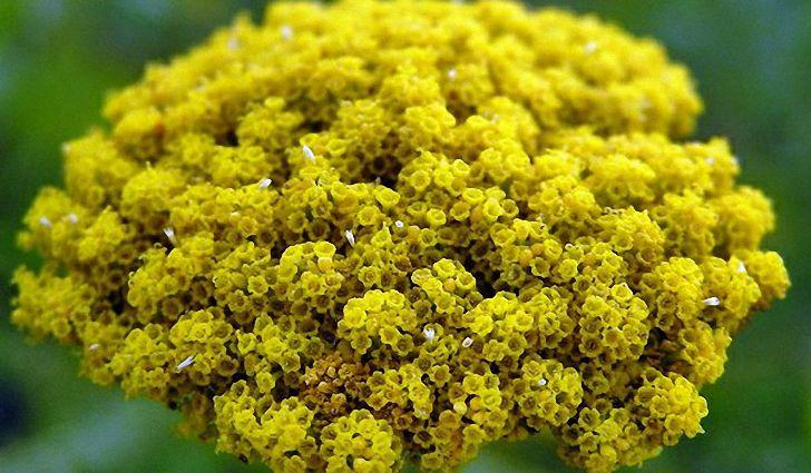 Острый бронхит: лечение антибиотиками и симптоматическими препаратами