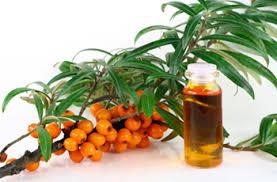 Облепиховое масло от кашля