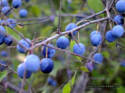 тернослива для иммунитета